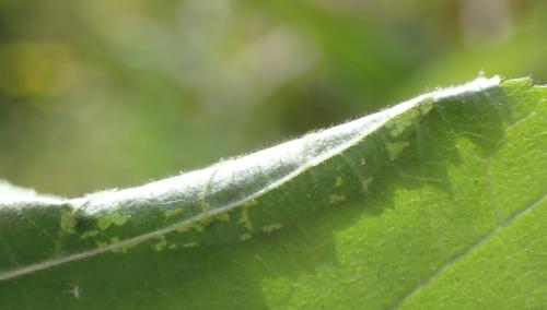 Réf. 336 439 : Phyllonorycter coryli